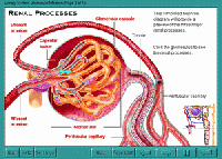 A.D.A.M. Interactive physiology the urinary system