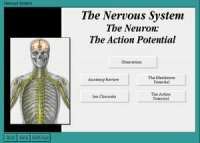 ADAM Interactive Physiology Nervous System
