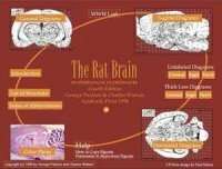The Rat brain