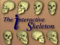 The Interactive Skeleton