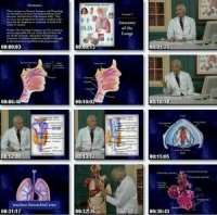Understanding the Human Body – 2 – Respiratory system