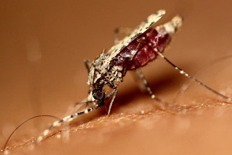 ИИ научили предсказывать возраст комаров