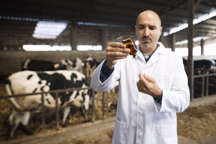 Правительство выделяет 1 млрд рублей на закупку ветеринарных лекарств