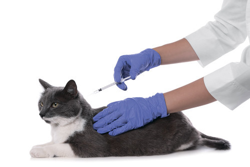 В Госдуме попросили отложить внедрение GMP для иностранных ветпроизводителей